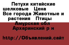 Петухи китайские шелковые › Цена ­ 1 000 - Все города Животные и растения » Птицы   . Амурская обл.,Архаринский р-н